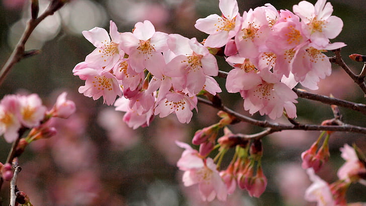 Вишневый цвет, фото, вишня, selective, Япония, цветок, весна, розовый, дерево, природа, ветка, розовый Цвет, весна, лепесток, цветок, Голова цветка, завод,крупный план, HD обои