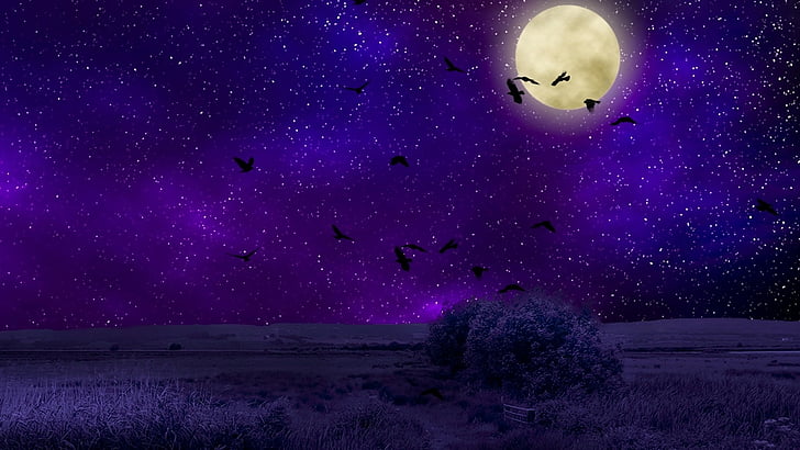 sky, purple night sky, starry night, field, night, full moon, birds, moon, darkness, space, moonlight, stars, HD wallpaper