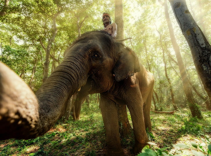 animals, elephant, Thailand, HD wallpaper