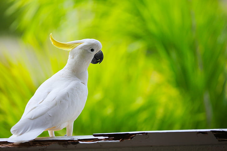 grunt fokus foto av vit kakadua, Sulphur Crested Cockatoo, grunt fokus, foto, vit kakadua, fågel, djur, natur, papegoja, vilda djur, näbb, HD tapet