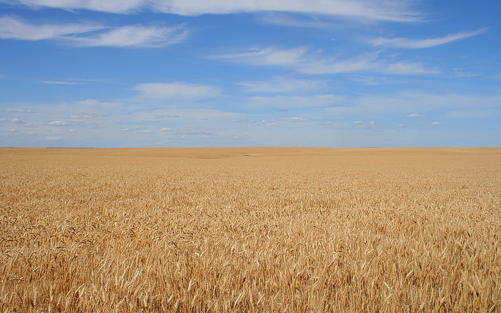 Пшеничное поле HD, природа, поле, пшеница, HD обои