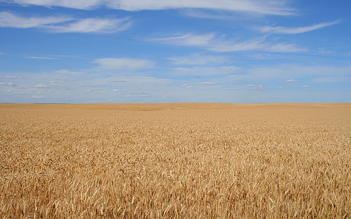 Пшеничное поле HD, природа, поле, пшеница, HD обои HD wallpaper