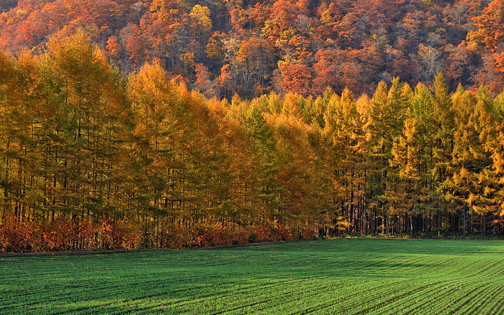 arbres verts et jaunes peinture, nature, paysage, Fond d'écran HD