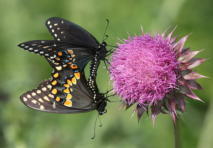 close up photography of two butterflies on pink flower, on Top, close up photography, butterflies, pink, flower, papilio polyxenes, black swallowtail, mating, north carolina, richmond county, butterfly, eye spot, pupil, orange, blue, red, nature, insect, summer, beauty In Nature, animal, close-up, butterfly - Insect, plant, multi Colored, macro, HD wallpaper