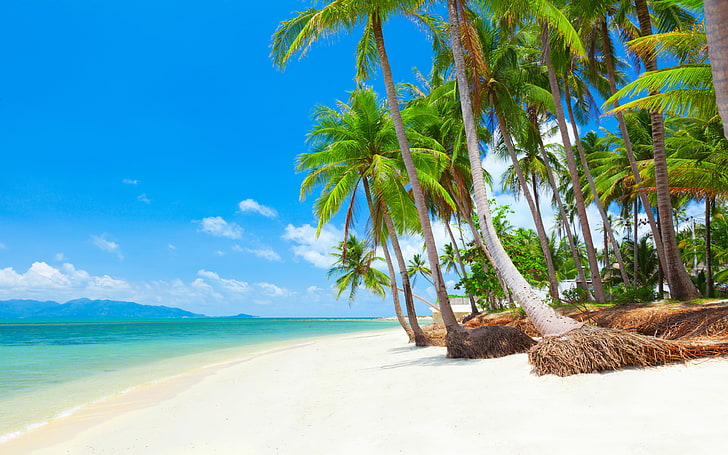 Koh Samui Thailand tropisk strand med kokospalmer 38400 × 2400, HD tapet