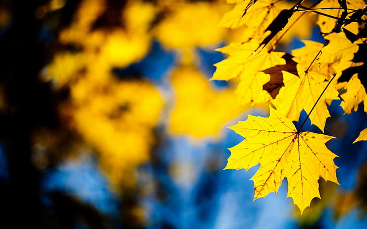 Maple Yellow Leaves, autumn, nature, maple, yellow, leaves, HD wallpaper
