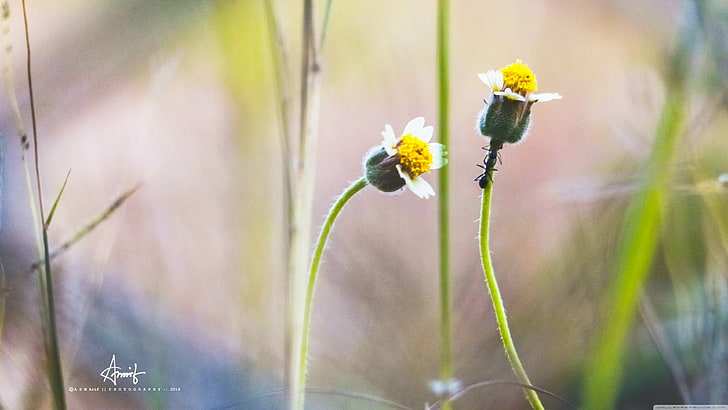 vita och gula blomknoppar, närbild, HD tapet