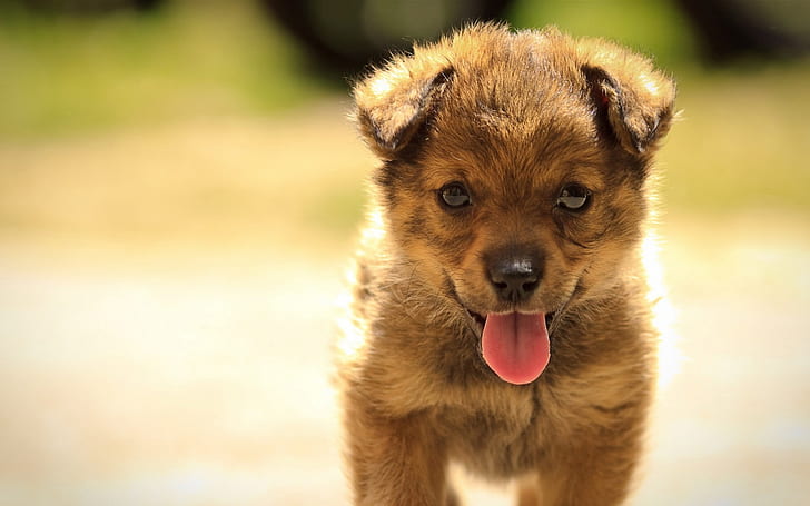 cute, puppy, HD wallpaper