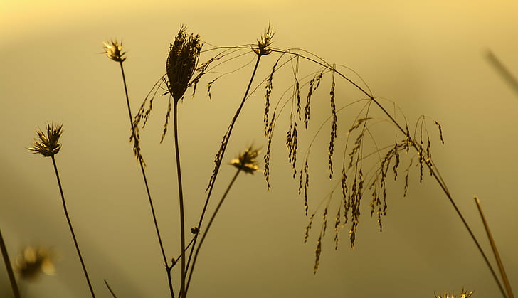 brązowe ziarno w fotografii makro, natura, zachód słońca, roślina, lato, trawa, Tapety HD