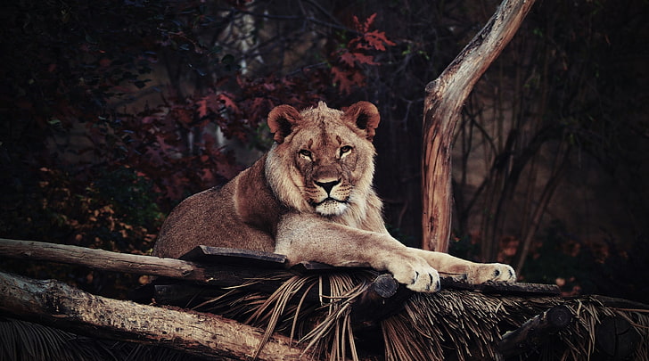 lion 4k pic, HD wallpaper | Wallpaperbetter