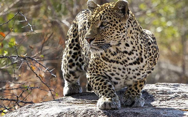 Хищник Леопард, взрослый леопард, Животные, Леопард, животное, HD обои