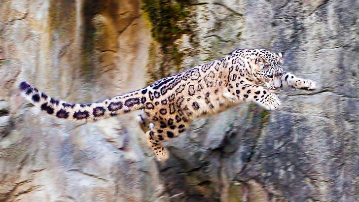 Snow Leopard Leopard Jump Stop Action HD、動物、雪、アクション、ジャンプ、ヒョウ、停止、 HDデスクトップの壁紙