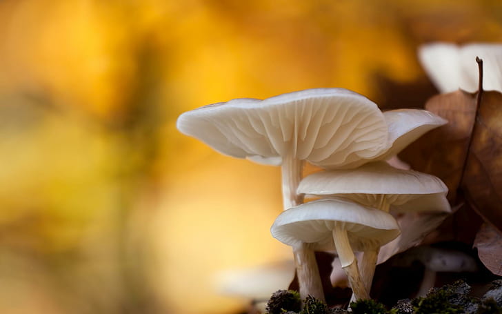 White mushrooms, white mushrooms, nature, 1920x1200, mushroom, HD wallpaper