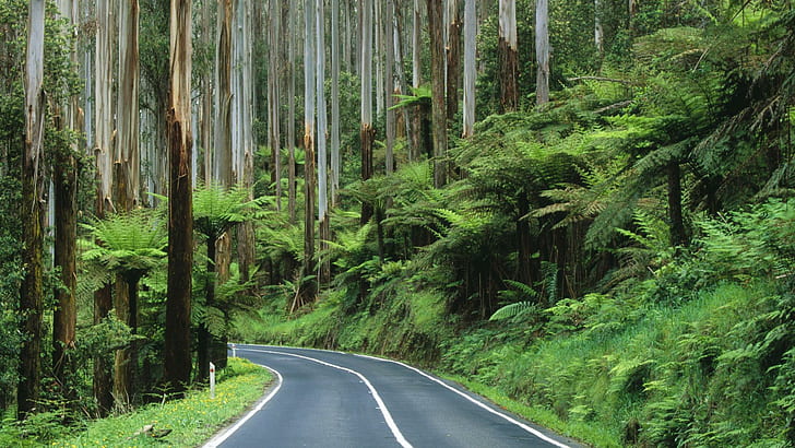 Road Thru Yarra Rainforest Australia, tree trunks, forest, road, evergreens, nature and landscapes, HD wallpaper