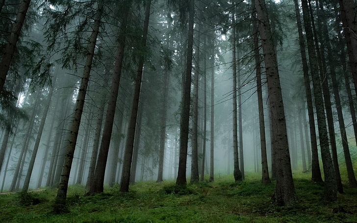 Landschaft, Natur, Wald, Nebel, Bäume, Gras, Kiefern, HD-Hintergrundbild