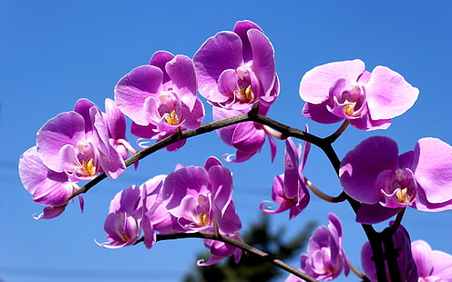 orquídea de la polilla púrpura, flor, púrpura, macro, cielo, azul, Fondo de pantalla HD HD wallpaper