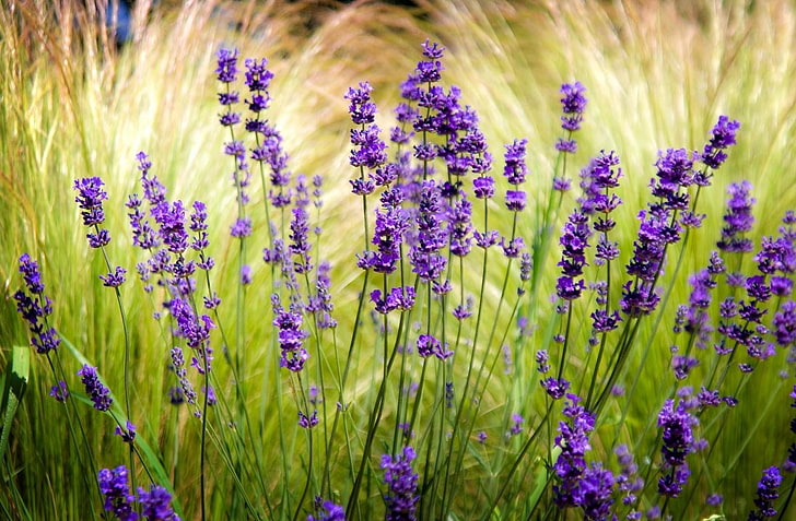 lila lavendelväxter, lavendel, fält, oskärpa, vässa, HD tapet
