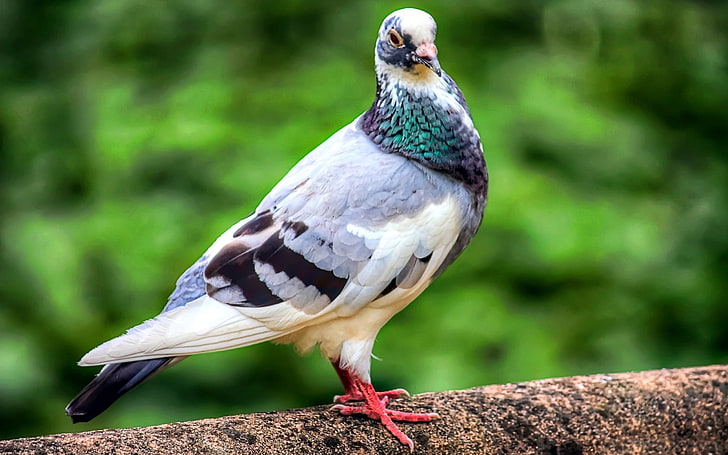 purple and white pigeon, dove, bird, feathers, color, HD wallpaper