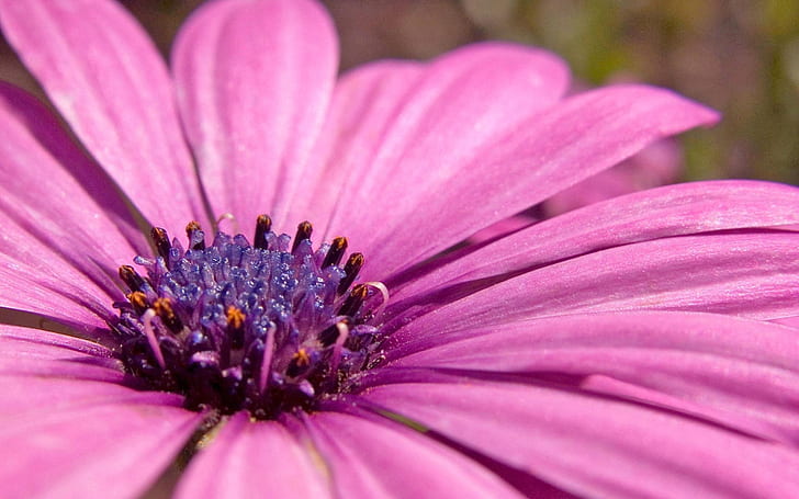 มาโครดอกไม้กลีบดอกสีชมพูสีม่วง, วอลล์เปเปอร์ HD