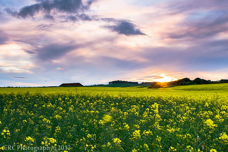 yellow Rapeseed flower field at sunset, Fields, Fife, yellow, Rapeseed, flower, field, sunset, sunburst, sky, clouds, evening, countryside, landscape, oilseed, crops, plants, UK, Scotland, nature, agriculture, rural Scene, oilseed Rape, summer, farm, canola, outdoors, springtime, cloud - Sky, blue, meadow, HD wallpaper HD wallpaper