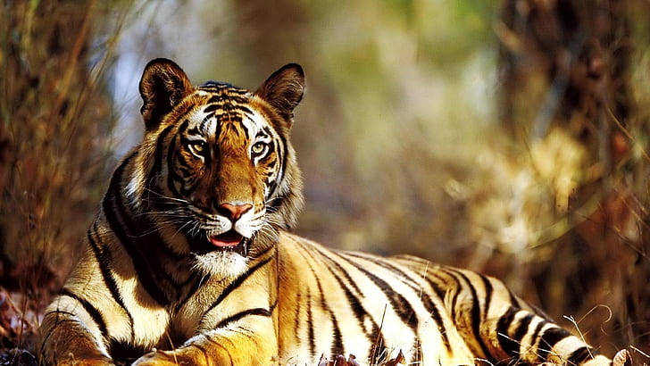 tygrys 4k tła do panoramicznego ekranu, Tapety HD