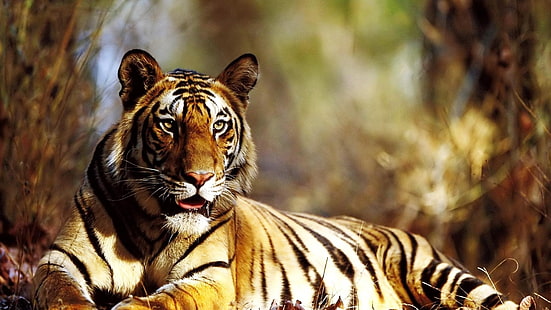 Tiger 4k Hintergründe für Widescreen, HD-Hintergrundbild HD wallpaper