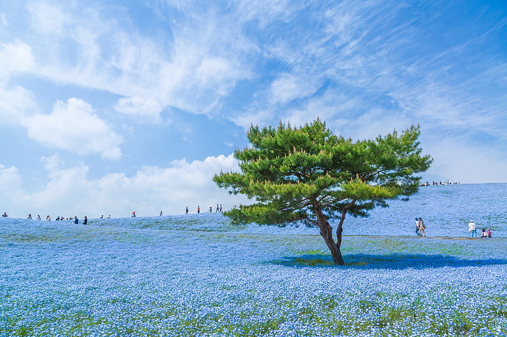 blu, giappone, cielo, alberi, fiori blu, Sfondo HD