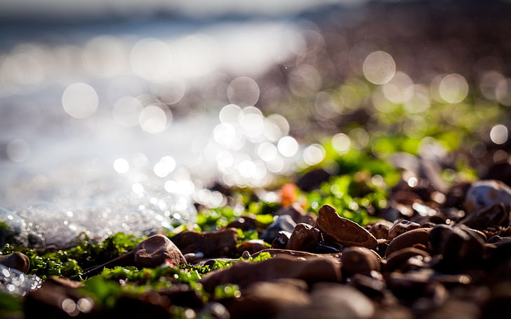 выборочный фокус фотография коричневого камня, коричневого камня у океана, море, скалы, природа, боке, галька, макро, водоросли, солнечный свет, глубина резкости, сдвиг наклона, HD обои