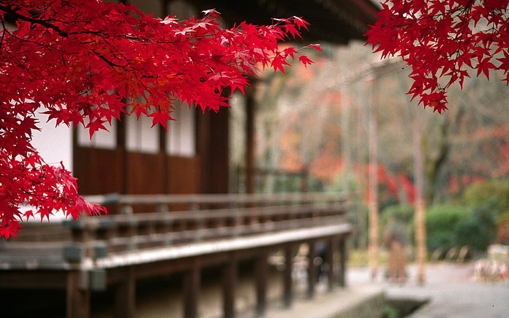Japanese Autumn Leaves-HD Desktop Wallpaper, red leafed tree, HD wallpaper