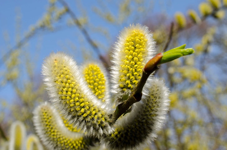 allergy, bloom, blossom, branches, easter, fluffy, furry, grazing greenhouse, green, hairy, inflorescence, nature, plant, pollen, pussy willow, seeds, signs of spring, soft, spring, stamens, summer, sun, yellow, HD wallpaper