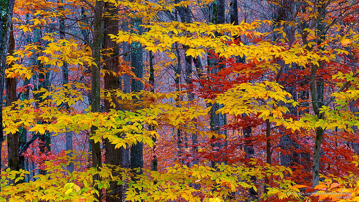 Fall Foliage, Laurentian Mountains, Quebec, Fall, HD wallpaper