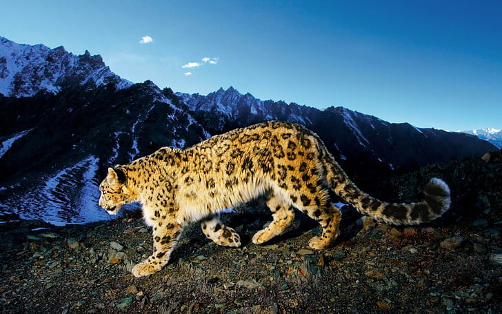 Cazador en las montañas, gatos, salvaje, cazador, montañas, animales, Fondo de pantalla HD