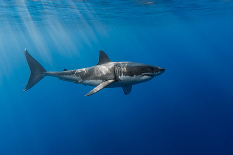 bajo el agua, tiburón, Fondo de pantalla HD HD wallpaper