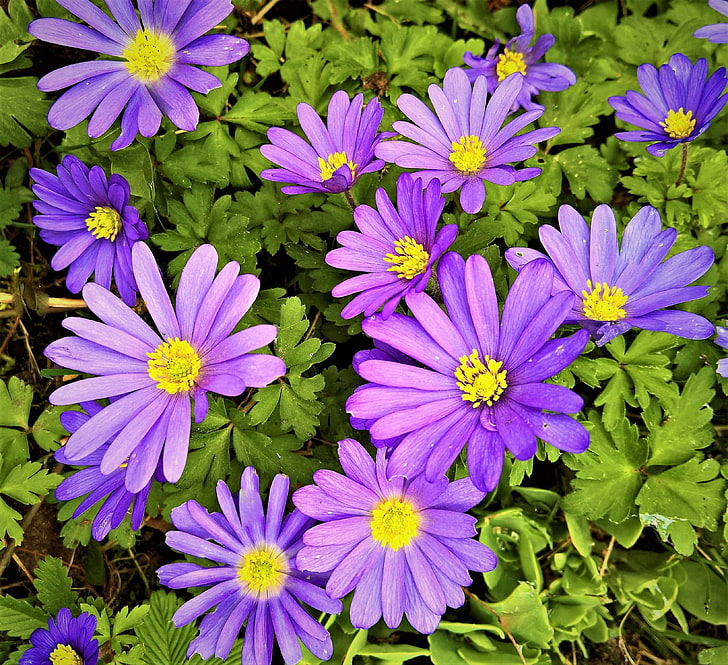 anemone blanda, balkan anemone, blue violet flowers, bright, early bloomer, flower, hahnenfugewchs, lovely anemone, spring, yellow pollen tubes, HD wallpaper
