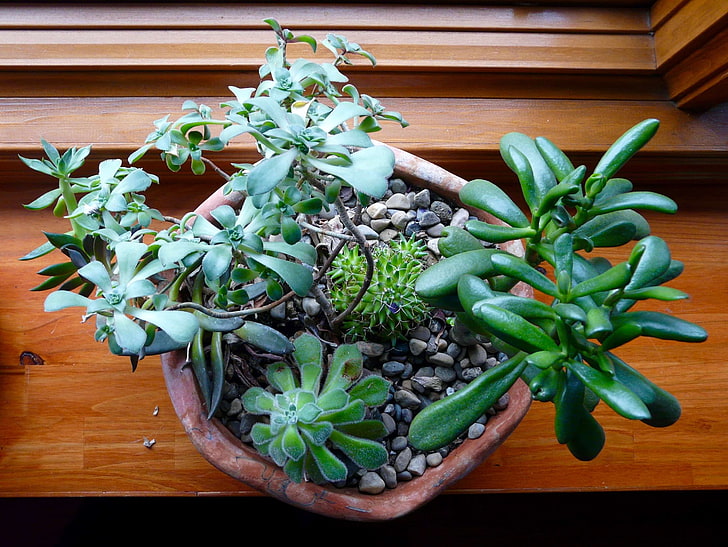 cactus, clay bowl, gravel, windowsill, HD wallpaper