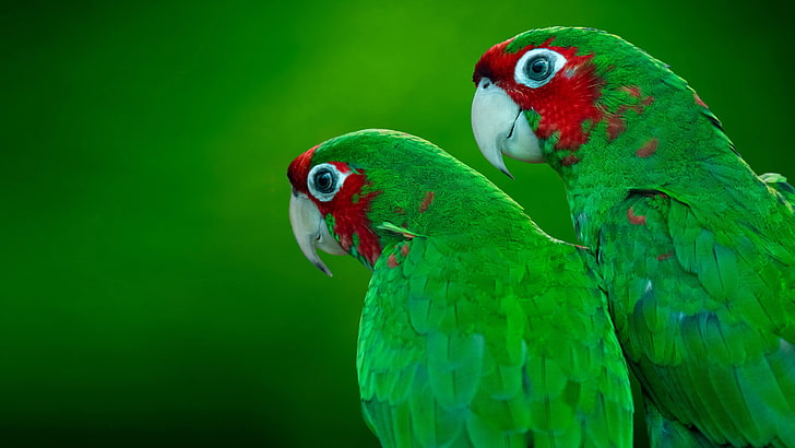 Червено коронованият Amazon Amazona Viridigenalis, известен като Зеленият Череп Amazon Red Headed Parrot Hd Wallpaper за мобилни телефони и таблети 3840 × 2160, HD тапет
