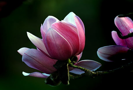 selektywna fotografia ostrości różowych magnolii, magnolii, magnolii. Campbellii, selektywne ogniskowanie, fotografia, magnolie, Sony DSLR-A300, kwitnie, kwiaty, różowy, kwitnące drzewo, domena publiczna, poświęcenie, CC0, zdjęcia, natura, roślina, płatek, kwiat, różowy kolor, głowa kwiatu, zbliżenie, piękno w przyrodzie, Tapety HD HD wallpaper