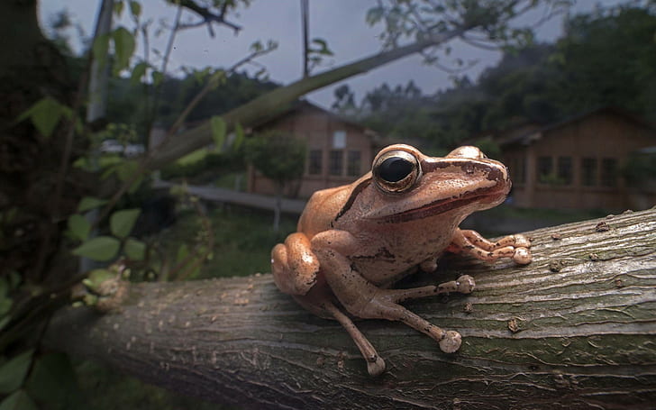 rana, árboles, animales, naturaleza, anfibios, profundidad de campo, primer plano, Fondo de pantalla HD