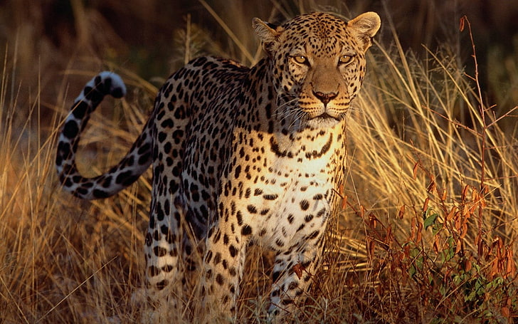 леопард, леопард (животное), большие кошки, млекопитающие, животные, HD обои