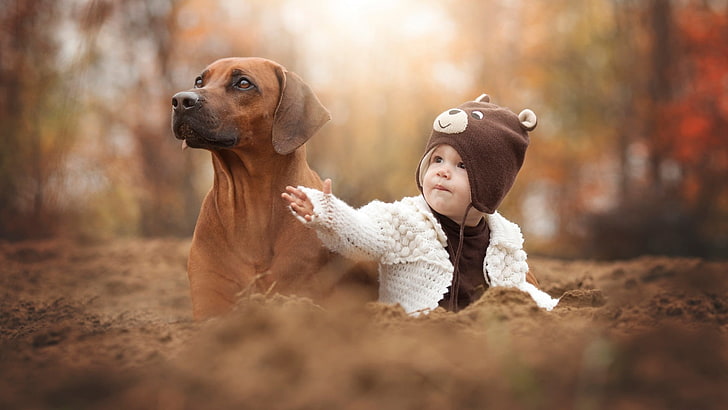 adult short-coated brown dog, animals, dog, baby, hat, depth of field, HD wallpaper