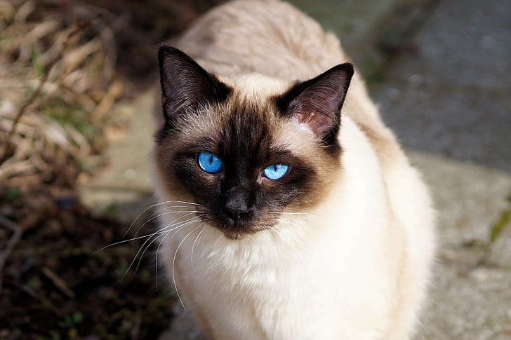 cins kedi, kedi, kedi portre, kediler gözler, kürk, yavru kedi, siyam, siyam, siyam kedisi, HD masaüstü duvar kağıdı