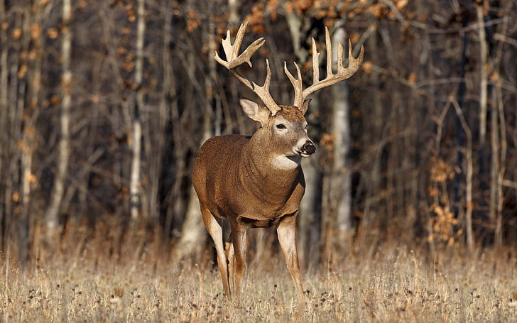 brown deer, animals, grass, trees, tree, deer, horns, forest, moose, wildlife, HD wallpaper