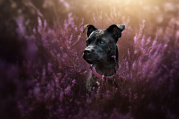 ดูใบหน้าภาพสุนัขปลอกคอ Heather Staffordshire bull Terrier, วอลล์เปเปอร์ HD