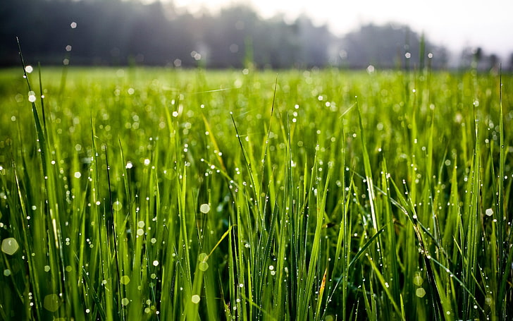 поле зеленой травы, макро, трава, капли воды, природа, HD обои