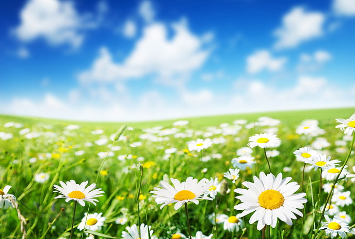 cute daisy flowers picture, HD wallpaper