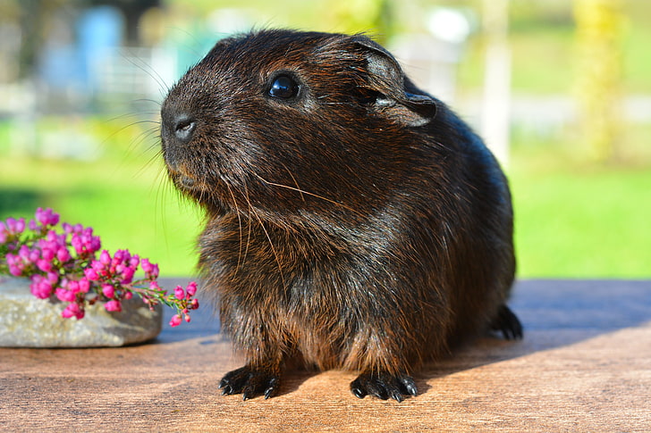 brown guinea pig, guinea pig, rodent, shine, HD wallpaper