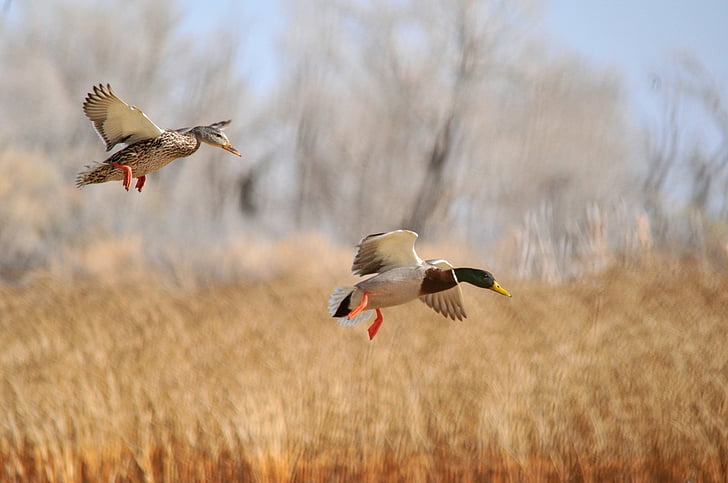 Birds, Mallard, Animal, Bird, Duck, Flying, Motion Blur, HD wallpaper