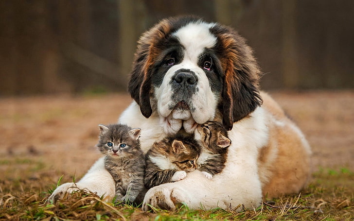 Animal, Cat & Dog, Cat, Dog, Kitten, St. Bernard, HD wallpaper