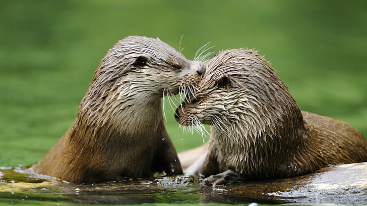 Europäische Otter, Tiere, HD-Hintergrundbild
