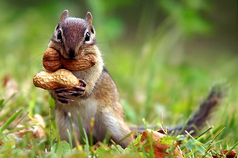 Chipmunk cute, brown squirrel, hd, animals, chipmunk, HD wallpaper HD wallpaper